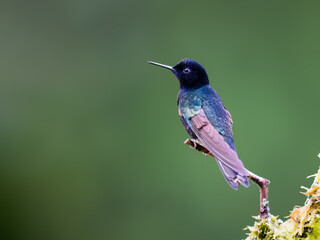 Obraz premium Male Velvet-purple Coronet Hummingbird Perched on Mossy Branch
