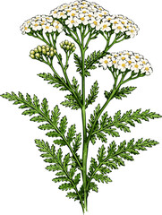 Achillea millefolium illustration art © Diono