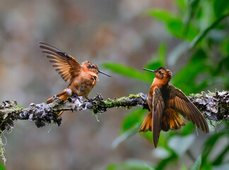 Obraz premium Shining Sunbeam Hummingbirds Interacting on a Mossy Tree Branch