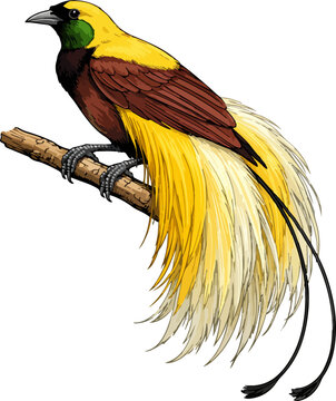 Paradisaea apoda illustration art