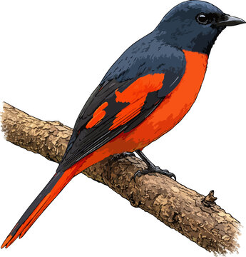 Pericrocotus flammeus illustration art