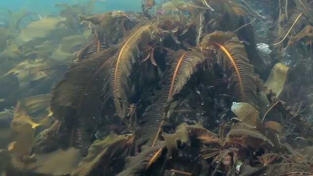 Sunlight filters through swaying kelp in Monterey Bay, California, illuminating a vibrant underwater garden teeming with life. The graceful motion creates a mesmerizing underwater ballet.