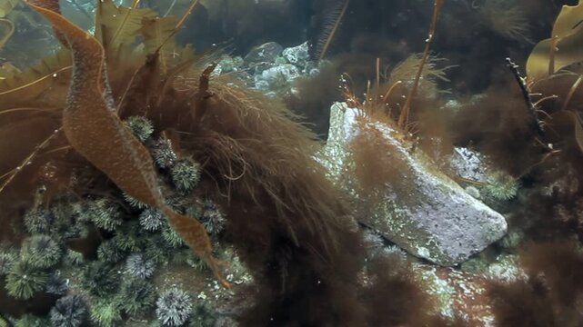 Sunlight filters into a kelp forest along a rocky Pacific coastline. The brown and golden seaweed undulates with the current, creating a serene underwater vista.