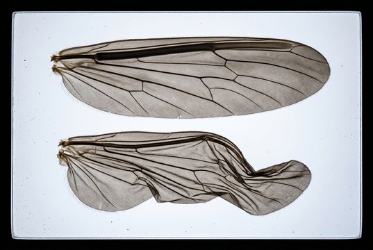 Transilluminated comparison of stiffened hydraulic flight wing versus limp folded state in male webspinner