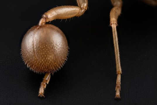 Extreme close up comparing swollen silk producing foretarsus with normal insect leg