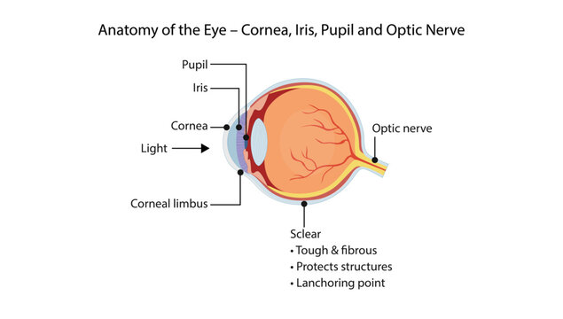 Anatomy of the Eye &ndash; Cornea, Iris, Pupil and Optic Nerve, the human eye showing the cornea, iris, pupil, optic nerve, and surrounding ocular structures involved in vision.