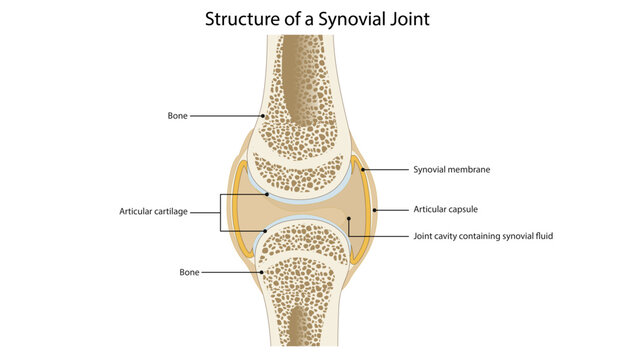 Structure of a Synovial Joint, the structure of a synovial joint, including articular cartilage, synovial membrane, joint capsule, synovial fluid, and joint cavity.