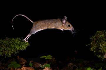 Waldmaus (Apodemus sylvaticus) © Rolf Müller