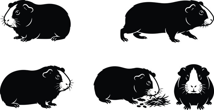 Guinea Pig Silhouette Set in Sitting Walking and Feeding Poses