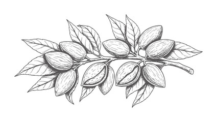 Hand drawn of almond branch with leaves and nuts vintage © Mehedi