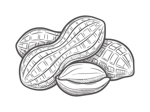 Hand drawn of peanuts in shells and shelled kernels legume food