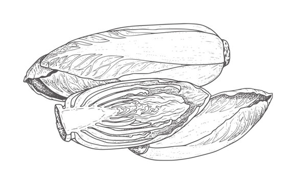Hand drawn of three chicory vegetables one cut in half endive food healthy
