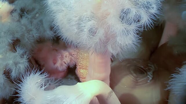 A close look at many White Plumed Anemones
