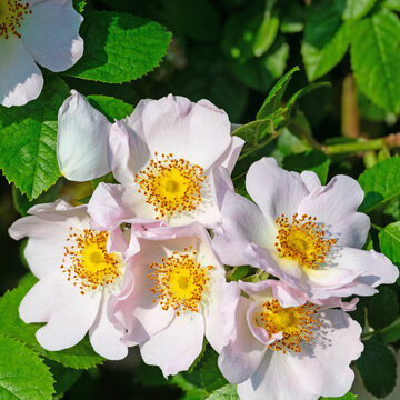 Bl&uuml;hende Hagebutten, Rosa canina, im Fr&uuml;hling