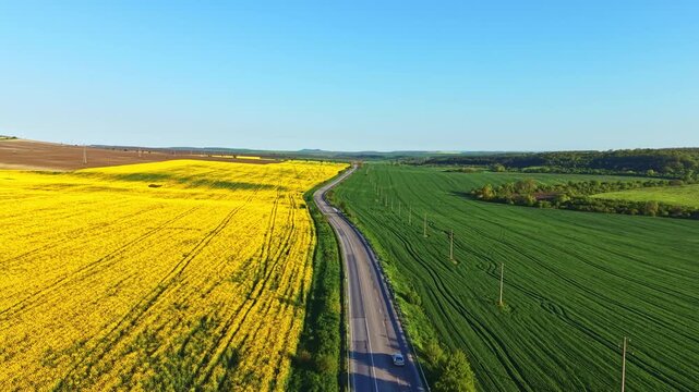 A road goes through fields of yellow flowers and green plants. The sun shines brightly on the landscape. Hills are visible in the distance under a clear blue sky.