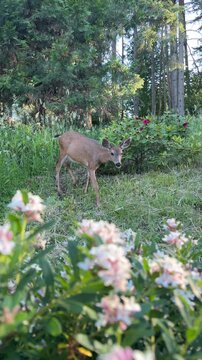 A deer walking through a beautiful meadow with flowers and a forest of tall trees in the background.