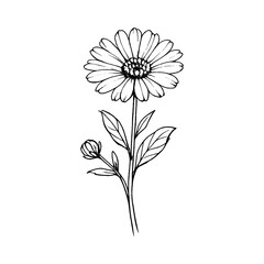 Obraz premium PNG Delicate floral line art illustration.