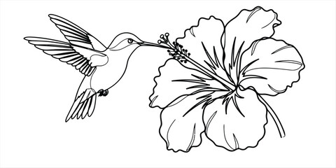 Hummingbird flying and drinking nectar from a large hibiscus flower Vector, illustration © Ranjona Vector Art