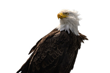 Fototapeta premium Bald Eagle Portrait Transparent