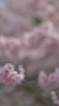 Vertical video: Shifting front pink blooms swaying by wind while cam reframing in garden