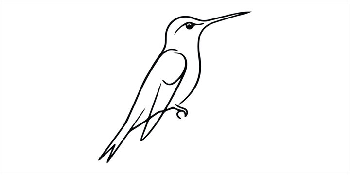 Simple line art drawing of a small hummingbird bird Vector, illustration