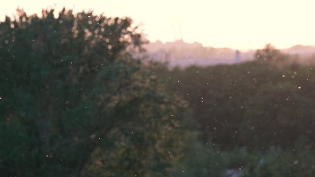 Fluffy poplar seeds flying in air at summer evening. Poplar, willow, aspen fluff is dangerous because it is major carrier of pollen, common cause of household fires, threat to eye health. 