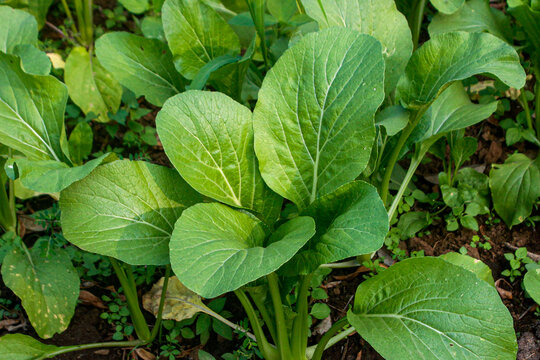 Mustard Greens or Bok Choy Cultivation in the Vegetable Garden