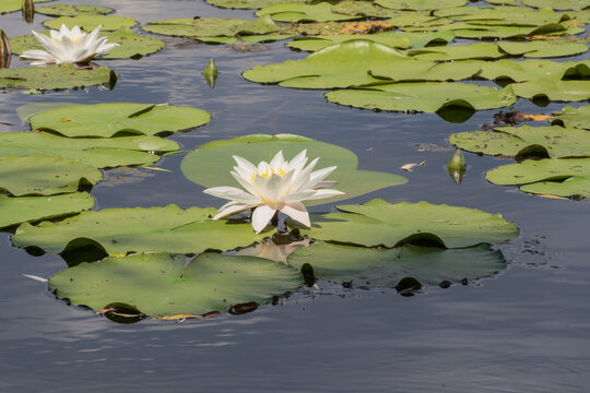Beautiful white water lilies growing in a calm pond among floating green leaves. Peaceful wetland nature scene during summer.