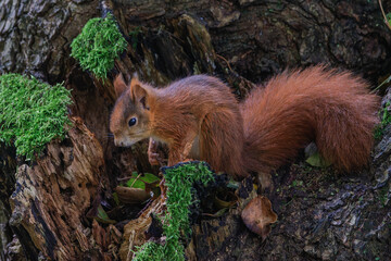 Eichhörnchen (Sciurus vulgaris) © Rolf Müller