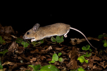 Waldmaus (Apodemus sylvaticus) © Rolf Müller