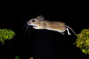 Waldmaus (Apodemus sylvaticus) © Rolf Müller