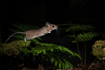 Waldmaus (Apodemus sylvaticus) © Rolf Müller