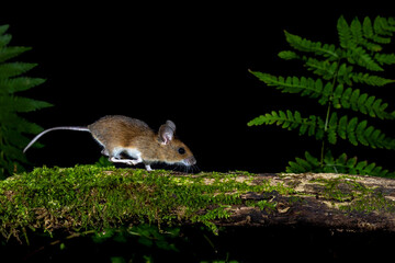 Waldmaus (Apodemus sylvaticus) © Rolf Müller