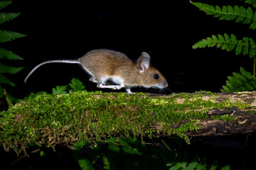 Waldmaus (Apodemus sylvaticus) © Rolf Müller