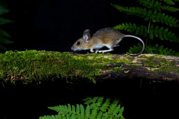 Waldmaus (Apodemus sylvaticus) © Rolf Müller