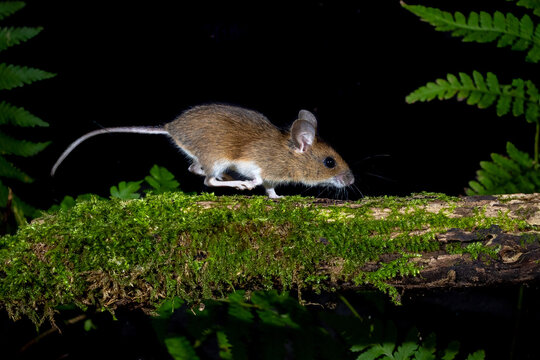 Waldmaus (Apodemus sylvaticus)