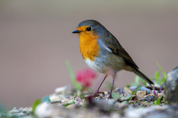 Fototapeta premium Rotkehlchen (Erithacus rubecula)