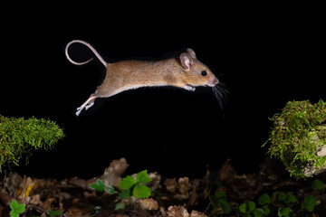 Waldmaus (Apodemus sylvaticus) © Rolf Müller
