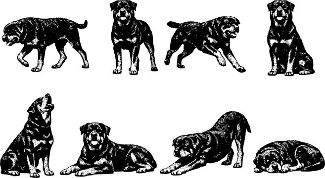 Various Rottweiler Dog Poses Set: Walking Standing Running Sitting Howling Lying Stretching and Sleeping Halftone Engraving Style Vector Illustration