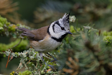 Haubenmeise (Lophophanes cristatus) © Rolf Müller