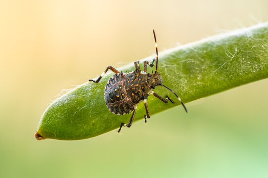 Macro close-up of brown marmorated stink bug Halyomorpha halys nymph resting on broom pod Cytisus scoparius under natural daylight showing detailed textures and vibrant colors