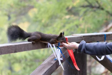 An adorable squirrel takes a treat from a person's hand. © Shchipkova Elena