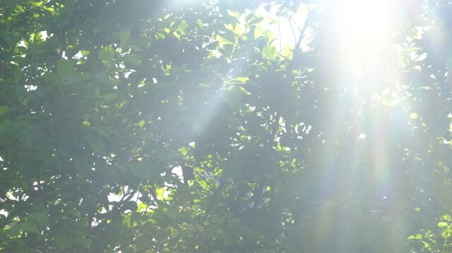 Fairy nature, autumn landscape, soft blurred sunset light, back lit. Majestic september nature. Atmospheric mood. Backlit view of the green leaves that are blown by the midday breeze