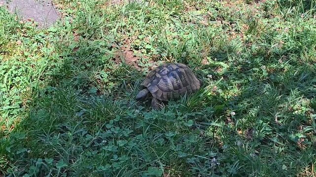 Land tortoise walking and eating green grass in a sunny garden