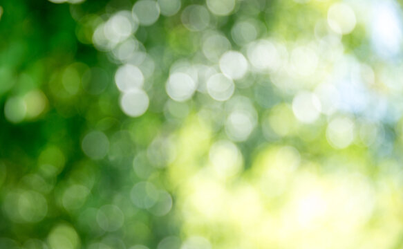 Natural green a blurred background