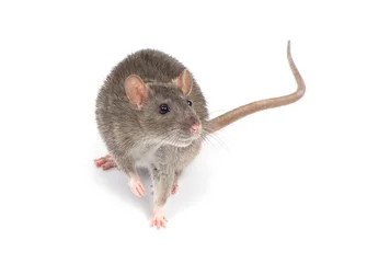  rat isolated on white background © Pakhnyushchyy