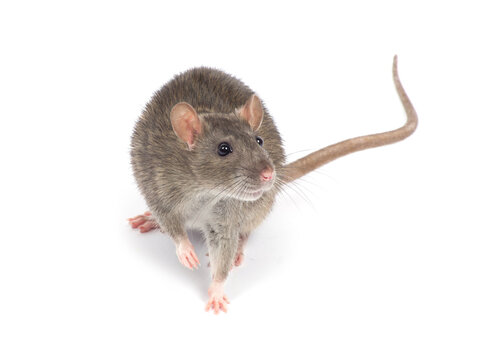  rat isolated on white background