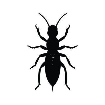 Black and white earwig insect detailed legs antennae silhouette vector illustration design, earwig silhouette vector illustration