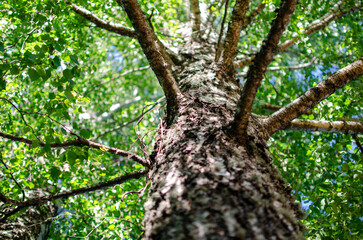 Fototapeta premium Looking up a tall birch tree trunk towards the green canopy in a summer forest.