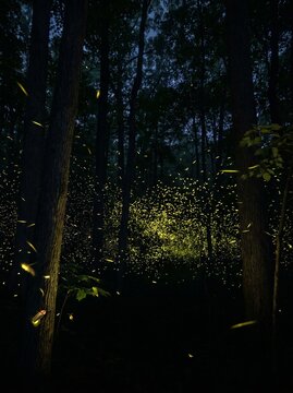 Synchronous fireflies forest night bioluminescent yellow green lights dark woodland fine art nature phenomenon